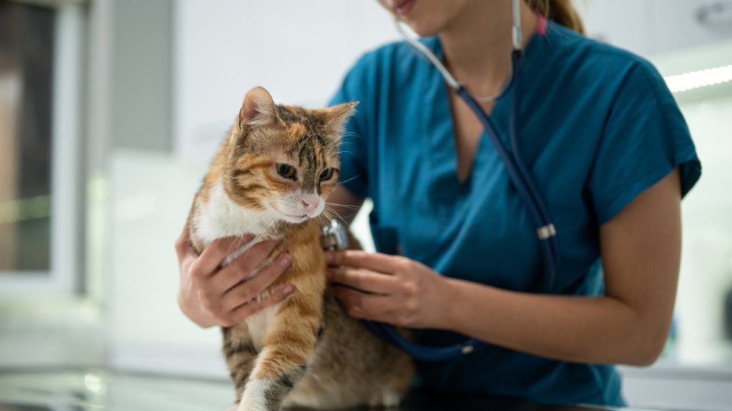 Does Pet Insurance Cover Pre-existing Conditions